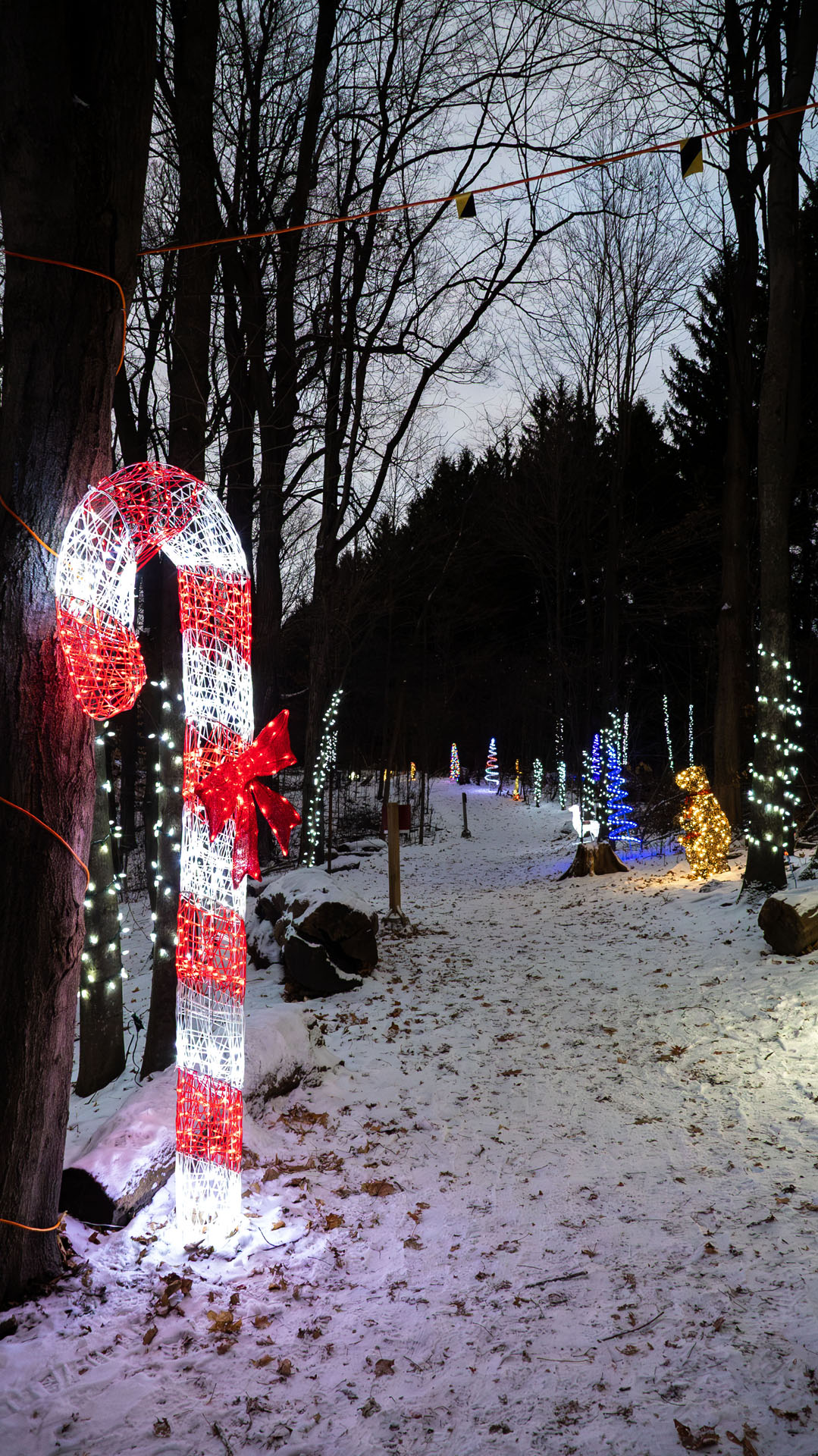 The Best York Region Christmas Events in 2025 5 Magical Christmas Forest