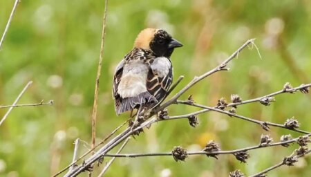 Bobolink Finds Sanctuary in Mississauga’s New Conservation Area Bobolink Finds Sanctuary in Mississauga’s New Conservation Area