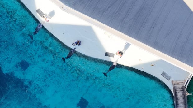Marineland Receives Green Light to Transfer Belugas and Dolphins Marineland Receives Green Light to Transfer Belugas and Dolphins
