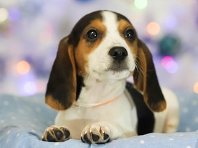 Ontario SPCA launches holiday adoption drive in Renfrew County Ontario SPCA launches holiday adoption drive in Renfrew County