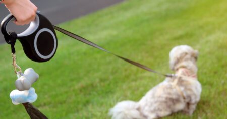 Hamilton Woman Wins Appeal After Keeping 64 Dogs Hamilton Woman Wins Appeal After Keeping 64 Dogs