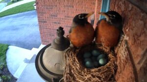 Unusual Nesting Behavior Observed in St. Thomas, Ont. Unusual Nesting Behavior Observed in St. Thomas, Ont.