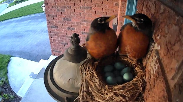 Unusual Nesting Behavior Observed in St. Thomas, Ont. Unusual Nesting Behavior Observed in St. Thomas, Ont.