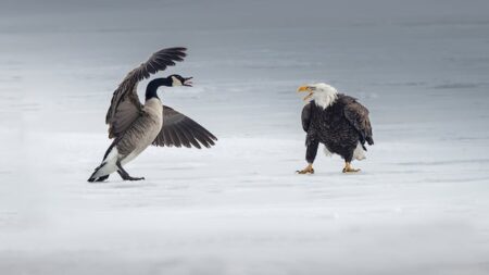 Bald Eagle and Canada Goose Face Off in Burlington Bay Bald Eagle and Canada Goose Face Off in Burlington Bay