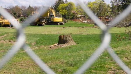 Housing Development Leads to Tree Removal in Burlington Housing Development Leads to Tree Removal in Burlington