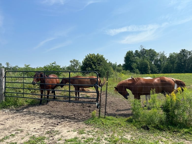 Photo of 4 horses