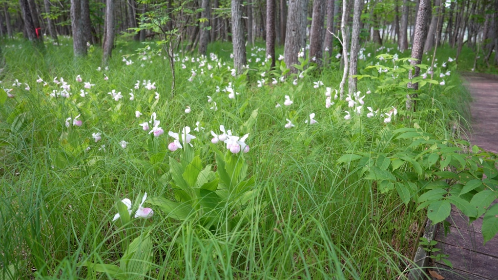 1731432971 241 Ladys slipper orchid bloom underway in Perth Ont area