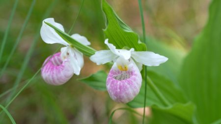 Lady's slipper orchid bloom underway in Perth, Ont. area