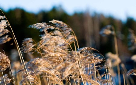 Strong winds expected across much of midwestern Ontario