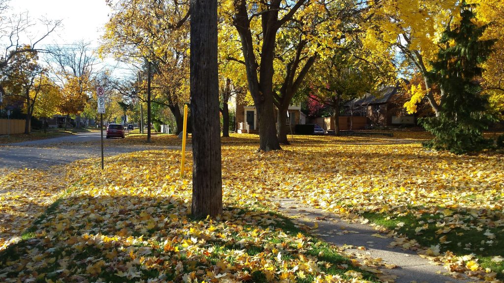 High temperature records could be broken in Sarnia-Lambton