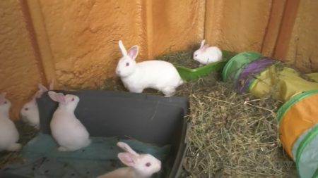 Abandoned rabbits rescued from Barrie ditch ready for adoption