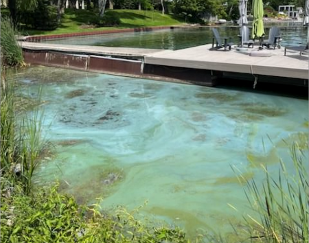 Action needed as blue-green algae found in Lake Simcoe: advocates