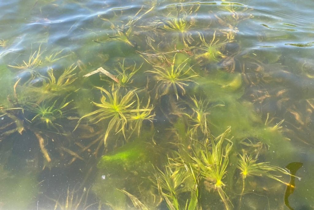 Aquatic invasive plant species 'water soldier' found in Lake Simcoe