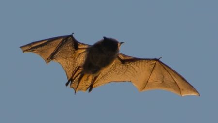 Bat in Burlington, Ont., tests positive for rabies in 1st case of 2024