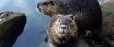 Beaver rescued from the streets of Whitby