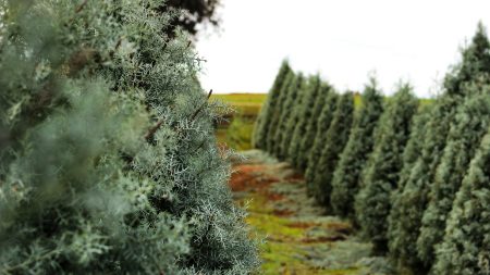 Christmas tree prices in Ontario rising amid inflation
