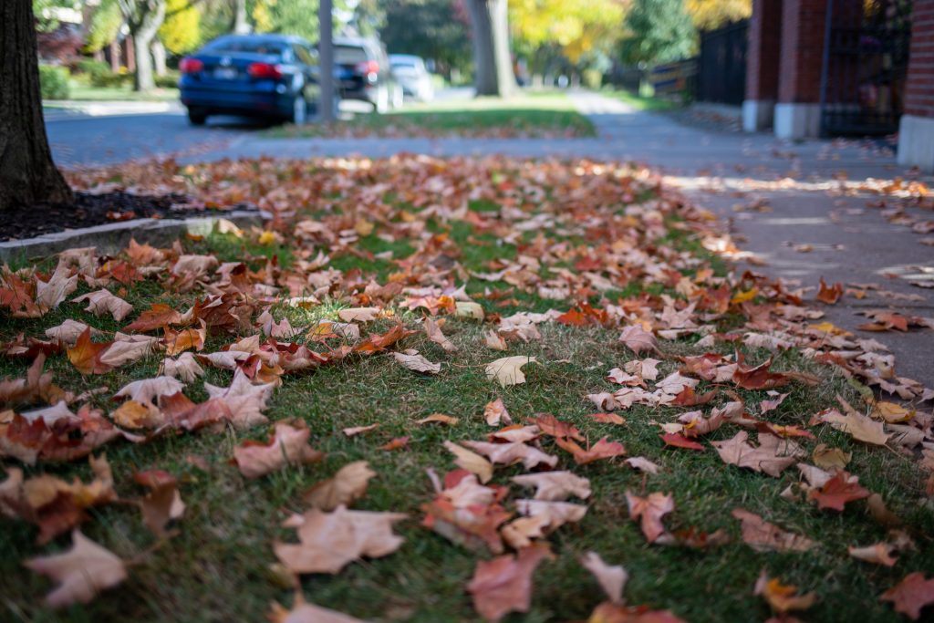 Dates Set For LaSalle Leaf Collection | windsoriteDOTca News