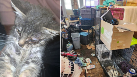 Eastern Ontario cat rescue under investigation, allegations of abuse, neglect