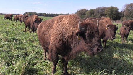 Fields to Forks: Bison farming in Ontario