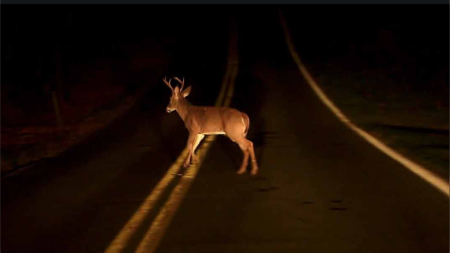 How to avoid wildlife on Simcoe County roads