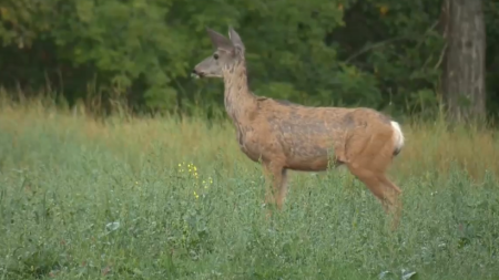 Hunting Season Starts: South Simcoe police stress safety and regulations