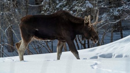 MNRF studying drastic moose decline in northern Ontario