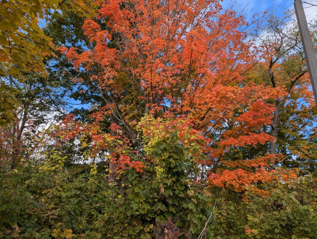 Mississauga’s fall colours begin their annual display – City of Mississauga