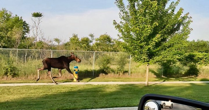 Moose seen wandering in west end of Peterborough, Ont. – Peterborough Moose seen wandering in west end of Peterborough, Ont. - Peterborough