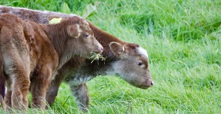 Multi-vehicle Hwy. 401 collision involving cattle causes chaos in Kingston