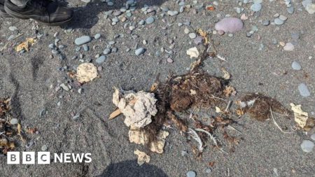 Mystery solved after blobs washed ashore in Canada