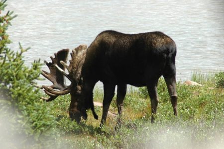 Ontario wants more moose hunters in the bush