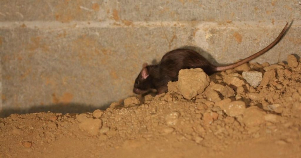 Orkin Canada reveals 2024 'rattiest' cities in Ontario list | News