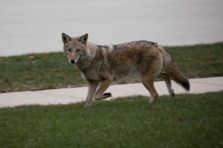 Perth County launches new coyote reporting page