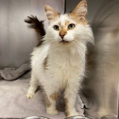 Pet Of The Week: Hi! I'm Marlene | windsoriteDOTca News