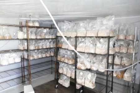 Police dismantle Ontario magic mushroom lab