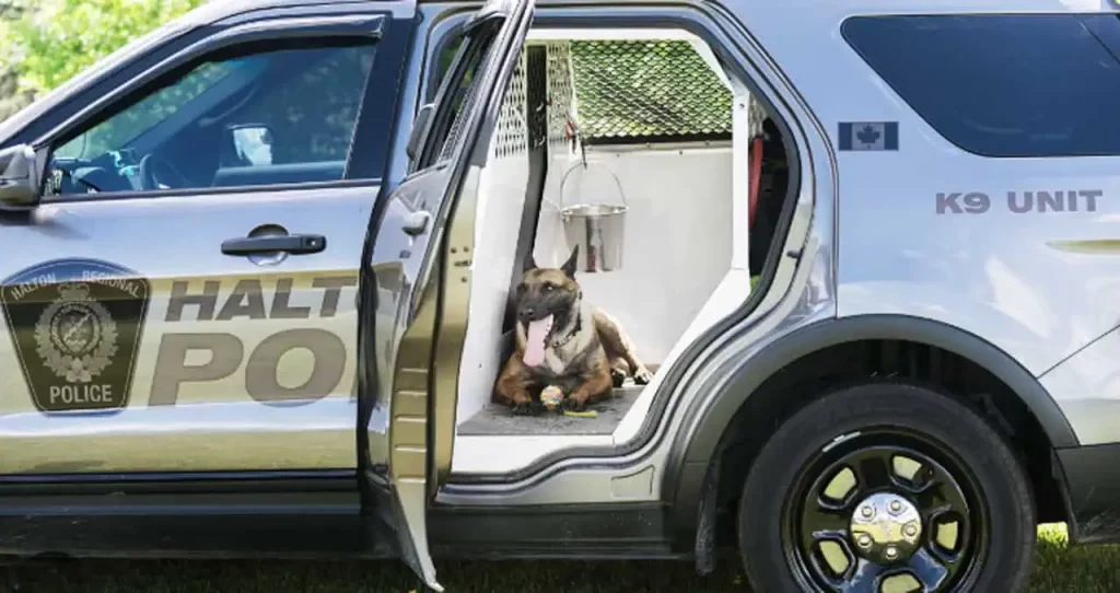 K9 canine police Halton Burlington