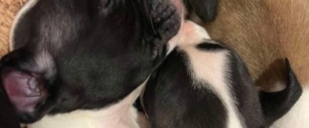 Puppies found abandoned on rural road east of Oshawa