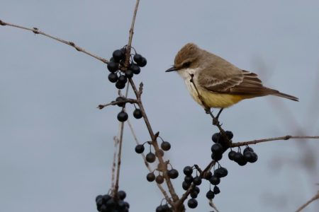 Rare bird sighting brings buzz to Guelph's birding community