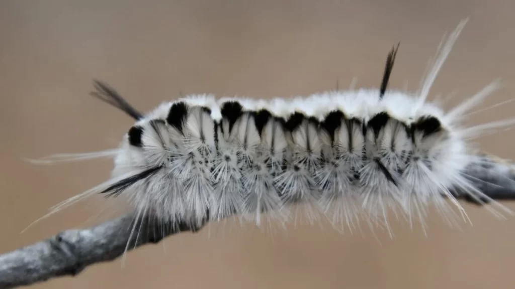 Renfrew County health unit warns public about ‘venomous’ caterpillar