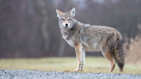 Sunnidale Park coyote problem escalates as residents call for something to be done