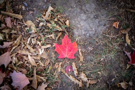 WEATHER: Thursday November 14th, 2024 | windsoriteDOTca News