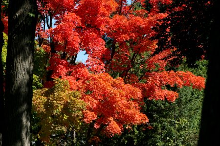 WEATHER: Tuesday November 5th, 2024 | windsoriteDOTca News WEATHER: Tuesday November 5th, 2024 | windsoriteDOTca News