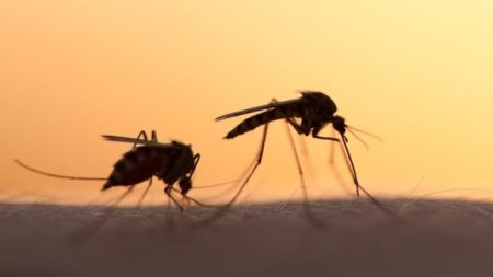 West Nile virus detected in mosquitoes in Brantford and St. Catharines, Ont.