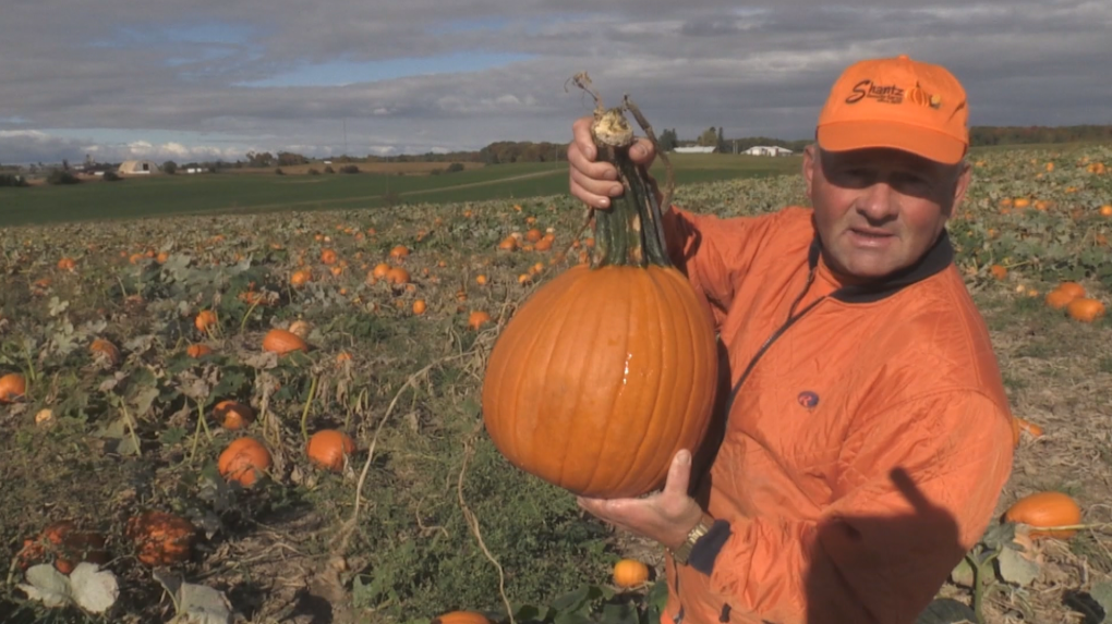 kevin shantz pumpkin farm patch 1 7069862 1728586629636