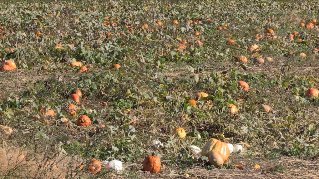 pumpkin pumpkins patch farm field grow 1 7069892 1728587247789