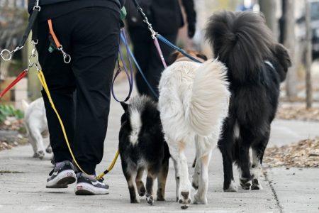 Province warns dog owners in Windsor, Ont., of deadly parvovirus