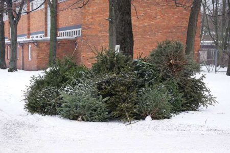 Curbside tree collection, garbage pick-up dates changing in Sarnia
