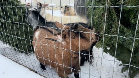 Eastern Ontario farm wants your Christmas trees for its animals to feed on
