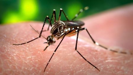 Mosquitoes in Huron Perth test positive for West Nile virus