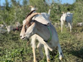 Goats eating invasive plant species.